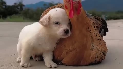 When the weather gets cold, dogs seek out their mother chickens to keep them warm # adorablepet #dog