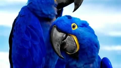 Wow Amazing birds