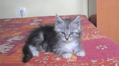Maine-Coon Kittens