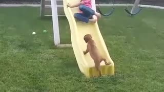 Adorable puppy tries to go up the slide to be with her boy