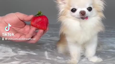 Watch this dog reaction towards strawberries/amazing dog