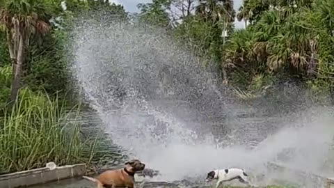 Dog get splashed by manatee