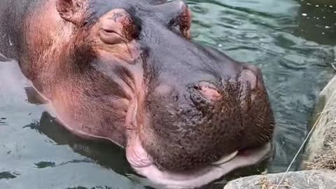 A hippopotamus