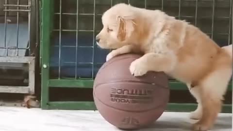 Cute Puppy plays with ball