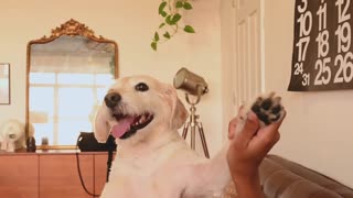 @cuteranimal dance of funny dog