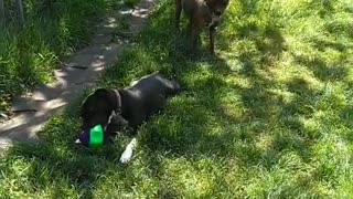 Pitbull destroys squeaky toy slowly