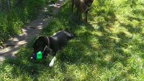 Pitbull destroys squeaky toy slowly