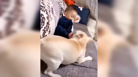 Funny dog play with a kid