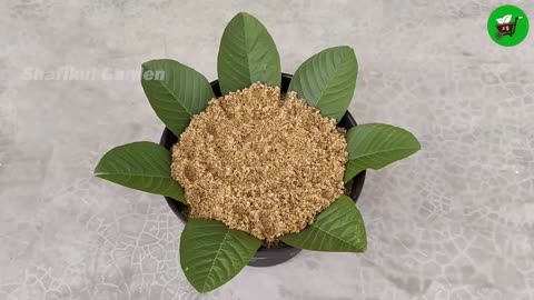 How to grow guava trees from guava leaves