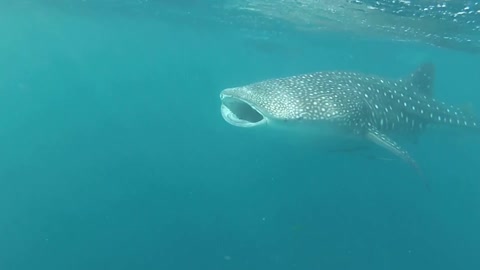 Divers with reef whale sharks