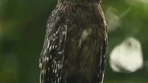 Stunning Close Up Footage of Baby Owl Waking Up In Nest