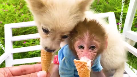 Baby monkey Bon Bon Eats Ice Cream And Swims With Puppy And Duckling