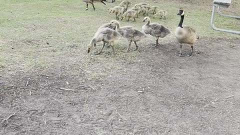 2 families geese 🪿