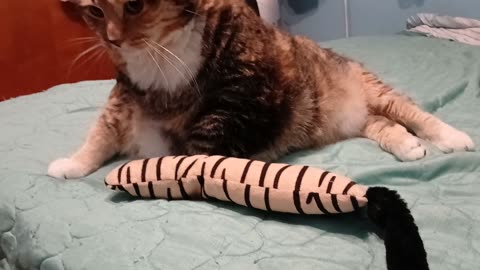 The Toy That Couldn't Keep Kitty's Interest