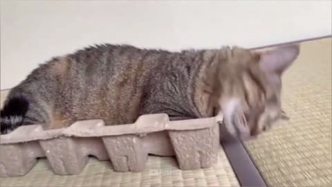 Cat Vs Cucumber- Funny Cat Reaction Videos 2021