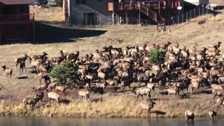 Estes Park elk herd