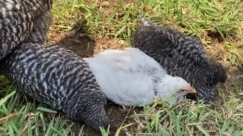 Baby Chickens Enjoying a Dust Bath