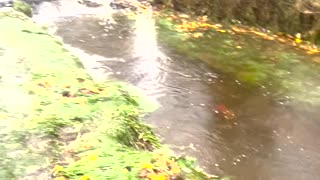 Salmon Jump From Stream to Street