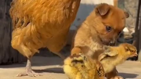 the dog plays with the chicks