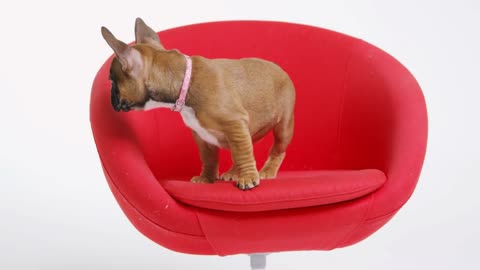 French bulldog puppy standing on a red chair