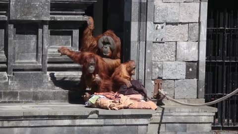 ORANGUTANS HAS A NEW ROOMATE, WILL IT WORK OUT?