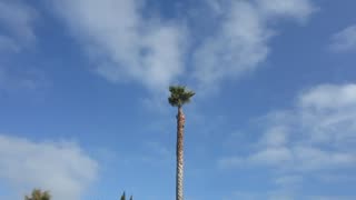 Palm Tree removal #2