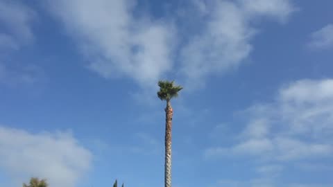 Palm Tree removal #2