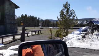 Opening day of Yellowstone. Old faithful lodge. Woman approaches and pets Bison.