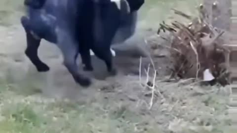 how animals are skilled🤜🤛