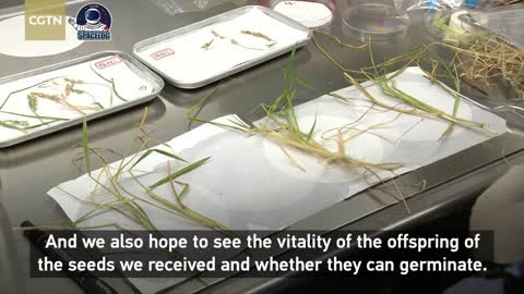 Space plant samples brought back to Earth for further research