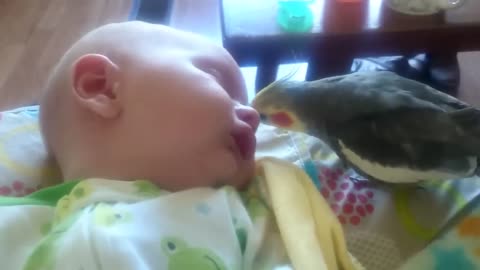 Parrot gives kisses and sings