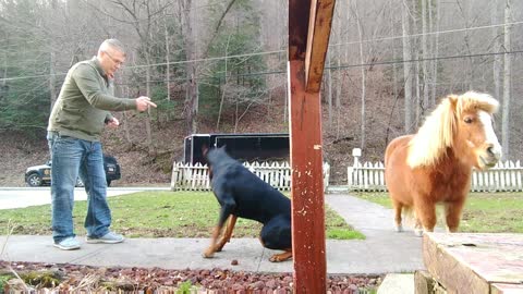 Doberman Pinscher Learning Tricks