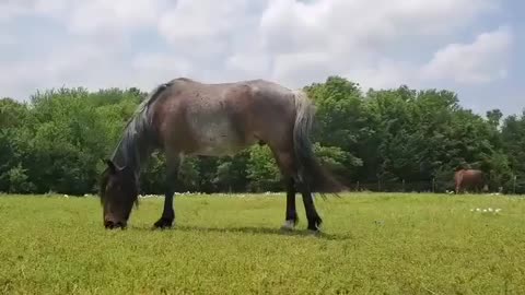 Hugo, Therapy Mustang saved from slaughter