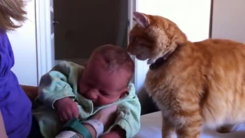 Funny cats and baby 😍❤