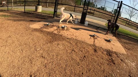 Dog Park TV American Bulldog attacks new dog in park