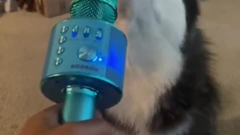 Cute Husky Singing