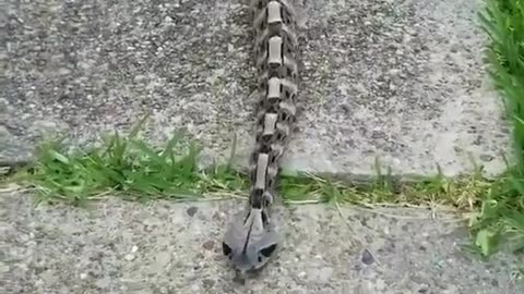 Gaboon vipers are venomous