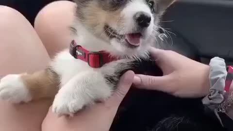 Puppy singing in the car