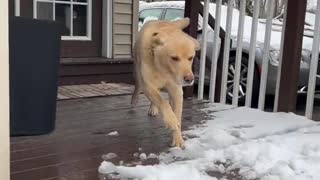 44Dozer Loves The Snow