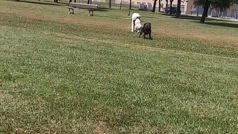 Little Dog Gets Pulled Along By Big Dog