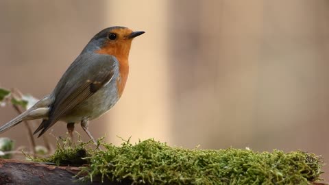 Amazing bird eat on natural