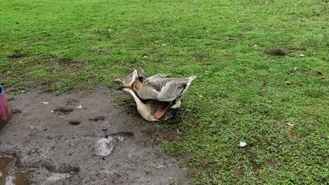 Geese Fight for Mating