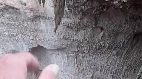 This Natural Bridge in Arizona shows us God's judgement in the Flood.2/14/23