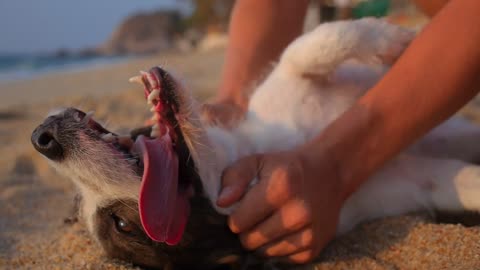 Doggy Training session