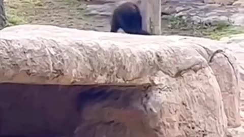 This chimp baby hurts his head Cute got hurt