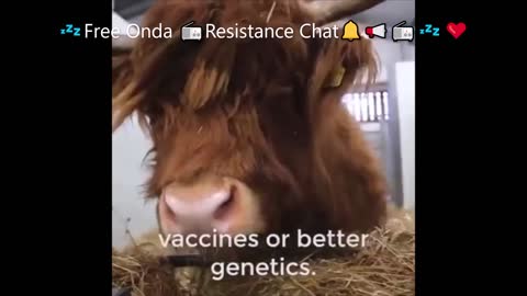 BILL VUOLE ALTERARE ANCHE LA GENETICA ANIMALE CON I VACCINI