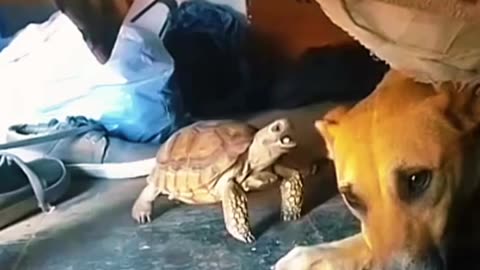 Fight between turtle and dog