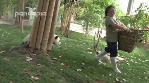 Cutest Panda's Giving Nanny a hard time!