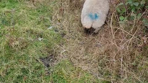 Freeing a Sheep From a Bramble Bush