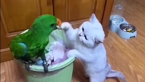 Cat Fighting with a Parrot